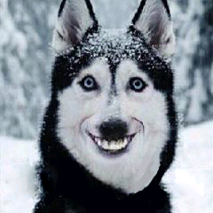 Custom-bot 开发及使用文档